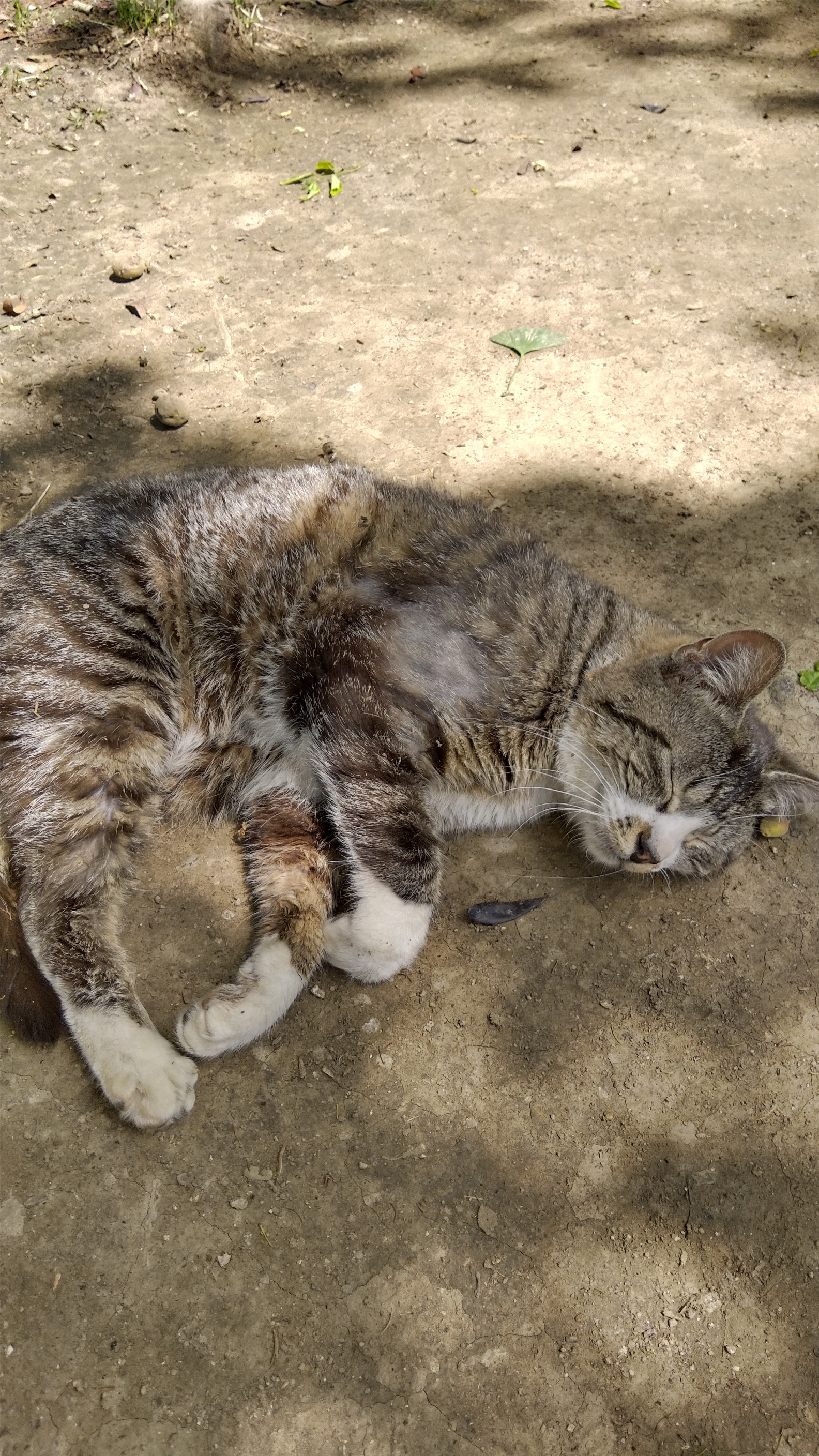 黒猫vsマムシ 飯野山ハイキング 山頂決戦 たなぴいさんの飯野山 讃岐富士 の活動データ Yamap ヤマップ