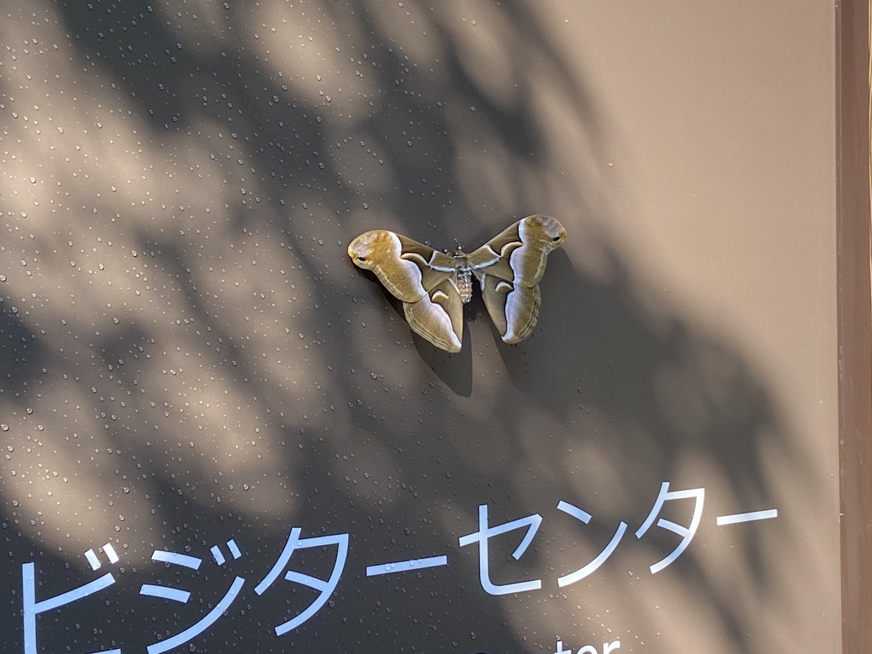 ヤマノススメ聖地巡礼登山 御岳山 日の出山にチョイ足し大岳山 小松さんの大岳山 御岳山 御前山の活動日記 Yamap ヤマップ