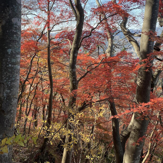 奥のほうまで真っ赤🍁