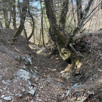 鳳凰山・地蔵岳・観音岳・薬師岳 この急な所降りたら夜叉神峠まですぐだ〜( 'ω' و)و と思って降りてたら3年前に編笠山で仲良くなった山友さんと偶然の再開✨あまりにも嬉しくてむせ込んだ🤣🤣