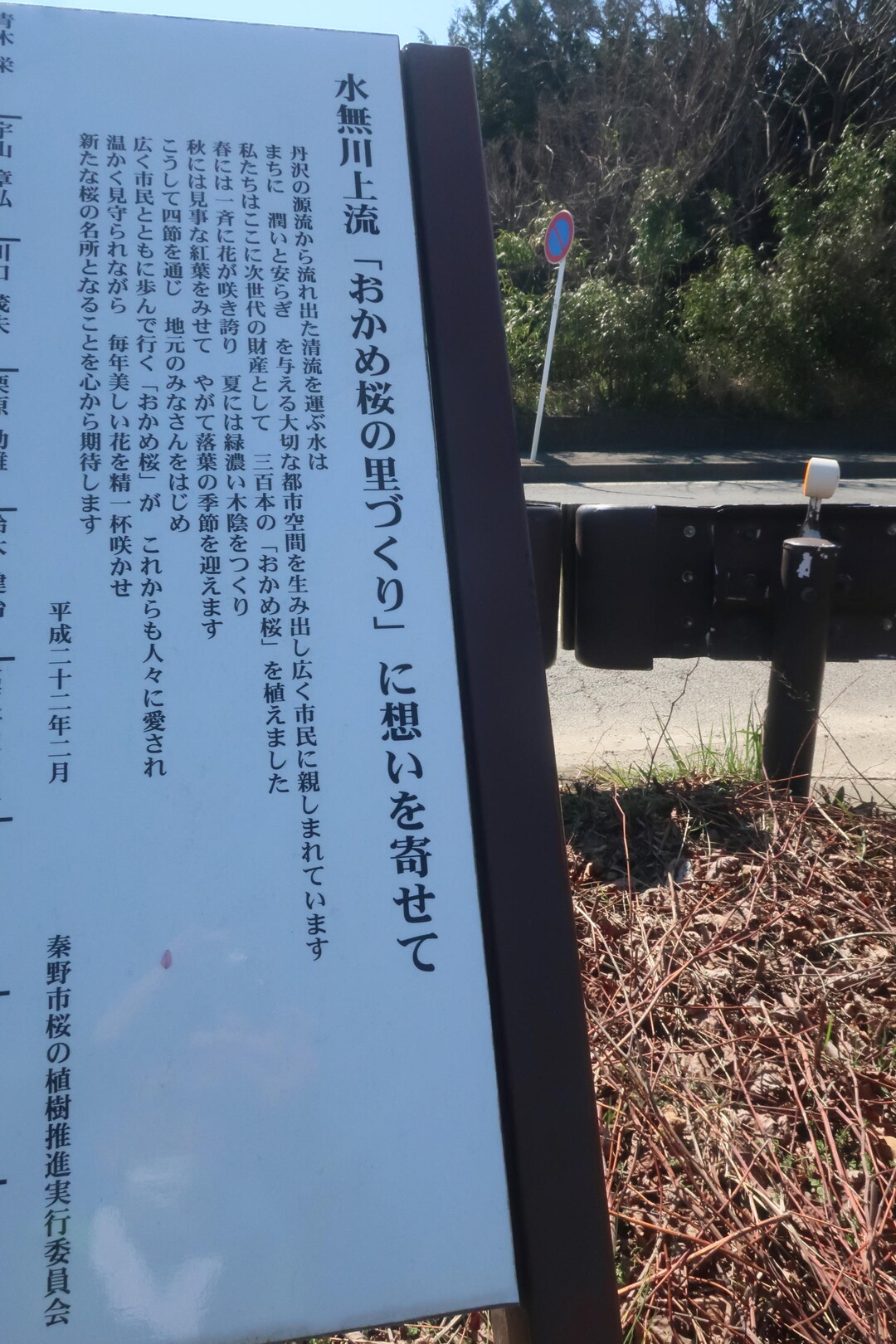 水無川 おかめ桜と菜の花 平和橋上流 金子和広さんの丹沢山の活動日記 Yamap ヤマップ