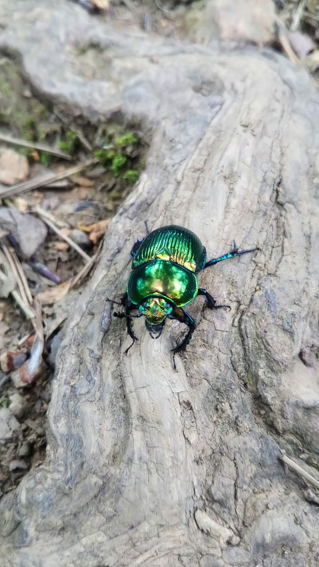 虫と鳥と霊仙山 しまじろうさんの霊仙山の活動日記 Yamap ヤマップ