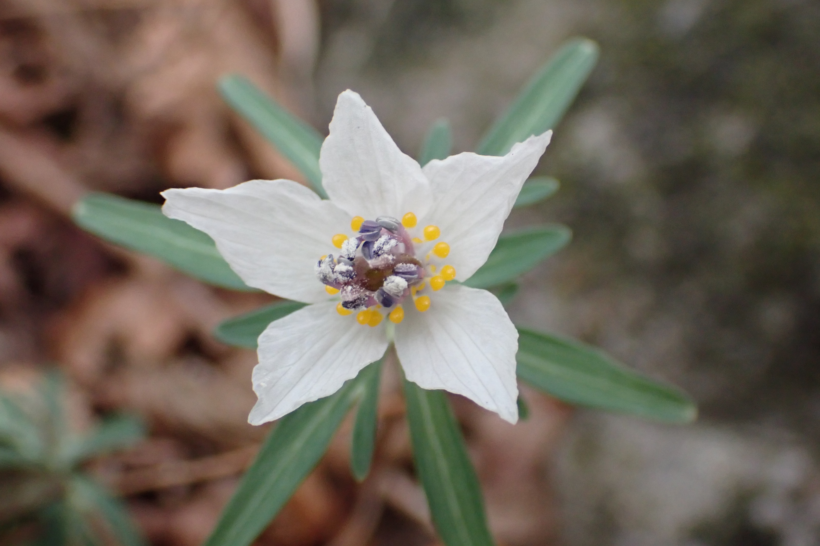 セツブンソウに会いに藤原岳 孫太尾根ピストン 03 15 Manoさんの藤原岳 御池岳の活動データ Yamap ヤマップ