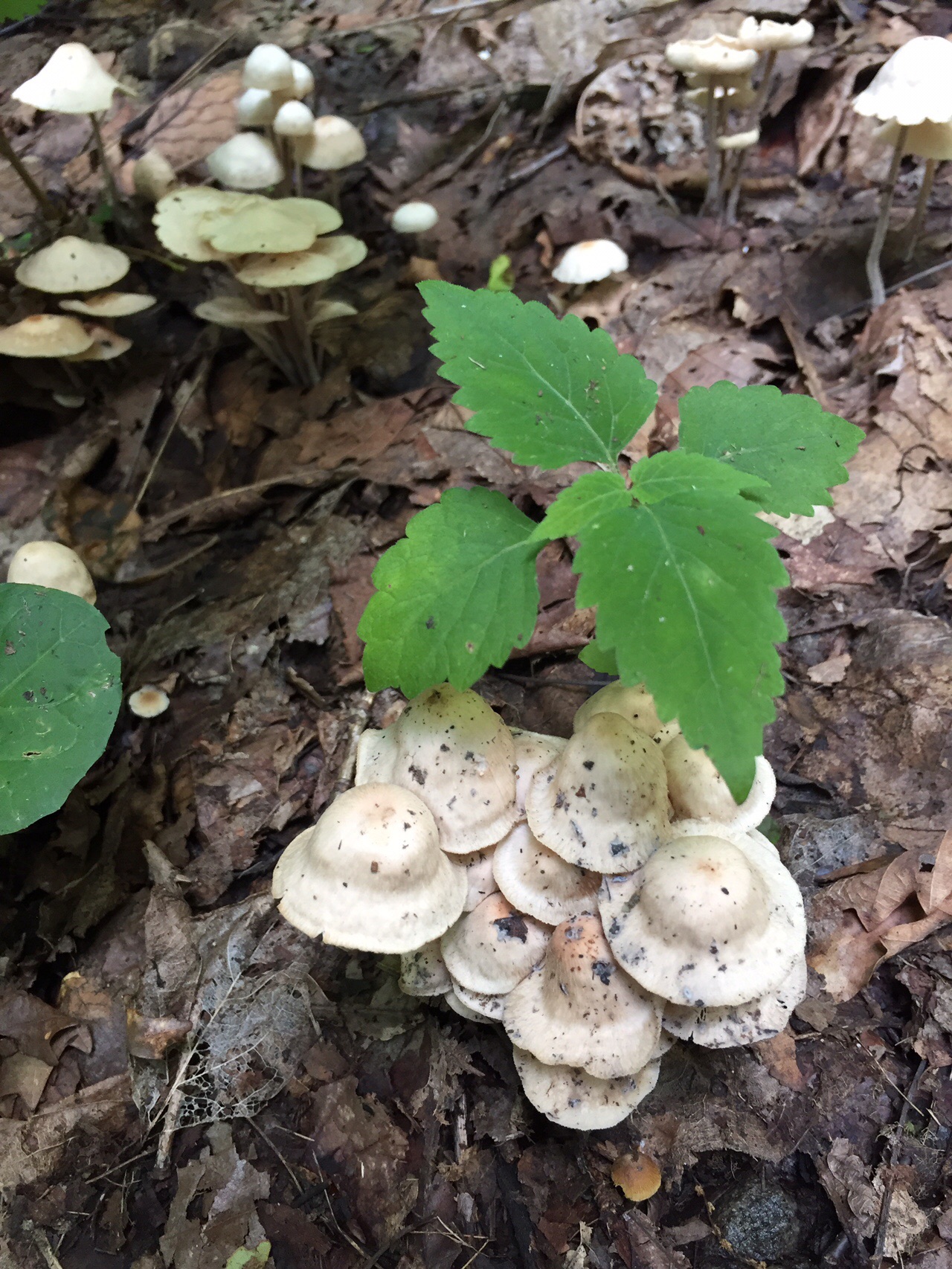 三角山でキノコ撮り 19 08 31 たかしさんの三角山 大倉山 円山の活動データ Yamap ヤマップ