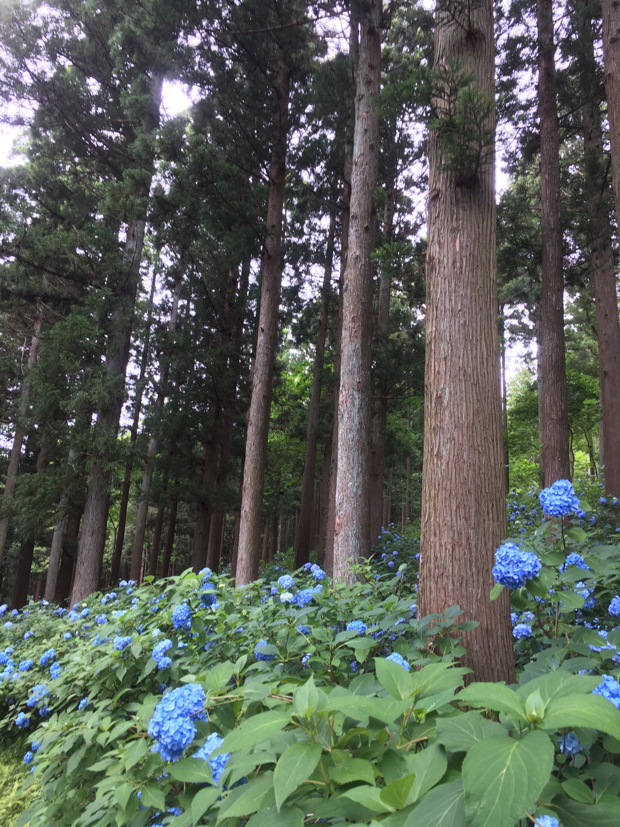 一関 東山みちのくあじさい園 でっちゃんさんの一関市 平泉町の活動データ Yamap ヤマップ