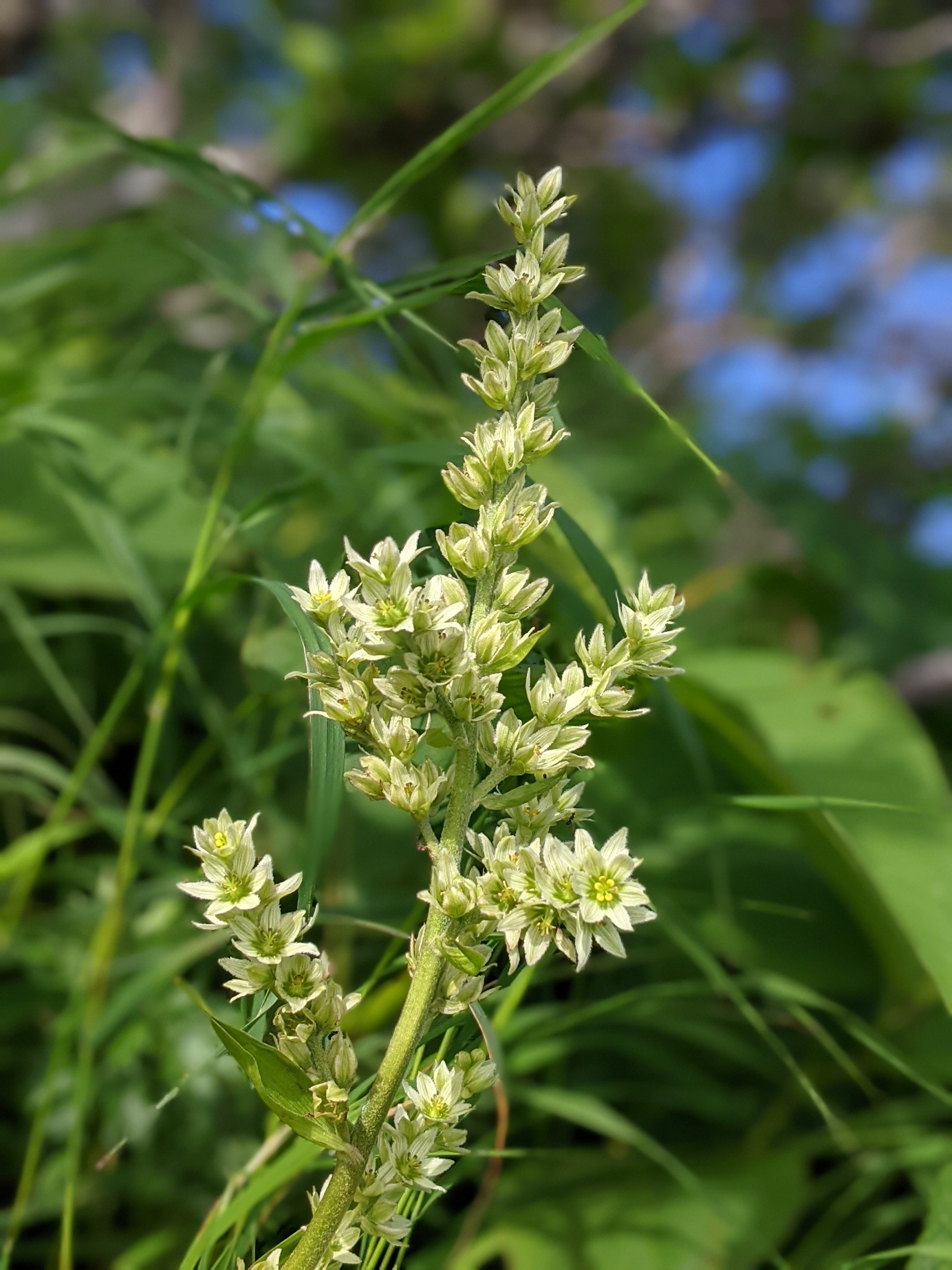 最北の百名山 利尻山 利尻富士 ジャズさんの利尻山 利尻富士 の活動日記 Yamap ヤマップ