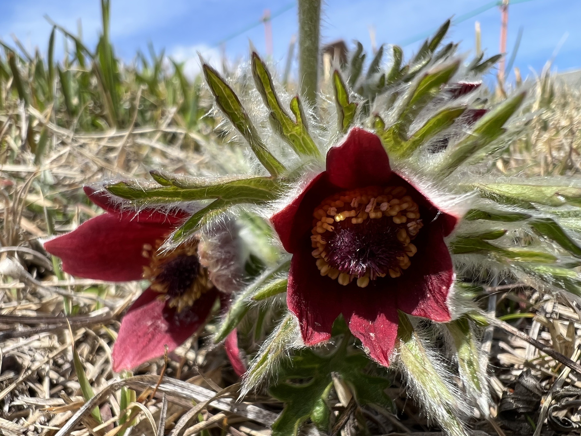 基山のオキナグサ 翁草 Hiroさんの天拝山 基山の活動データ Yamap ヤマップ