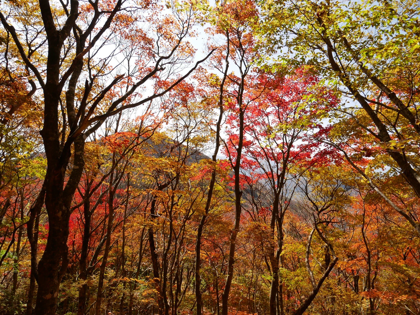 紅葉 鶴見岳 南平台 ちゃなさんの由布岳 鶴見岳の活動データ Yamap ヤマップ
