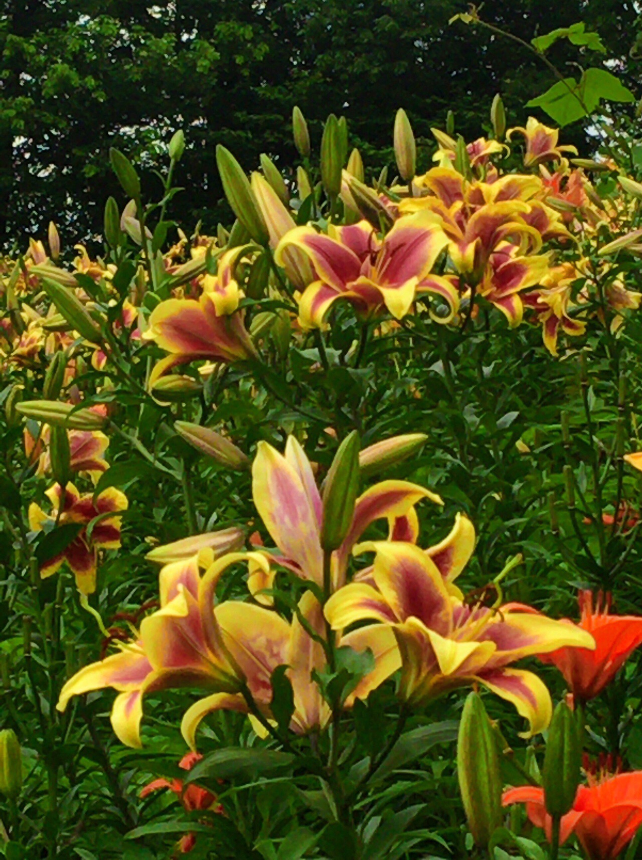 西武ハイキング 西武遊園地駅 ゆり園 エル丸さんの所沢市の活動データ Yamap ヤマップ