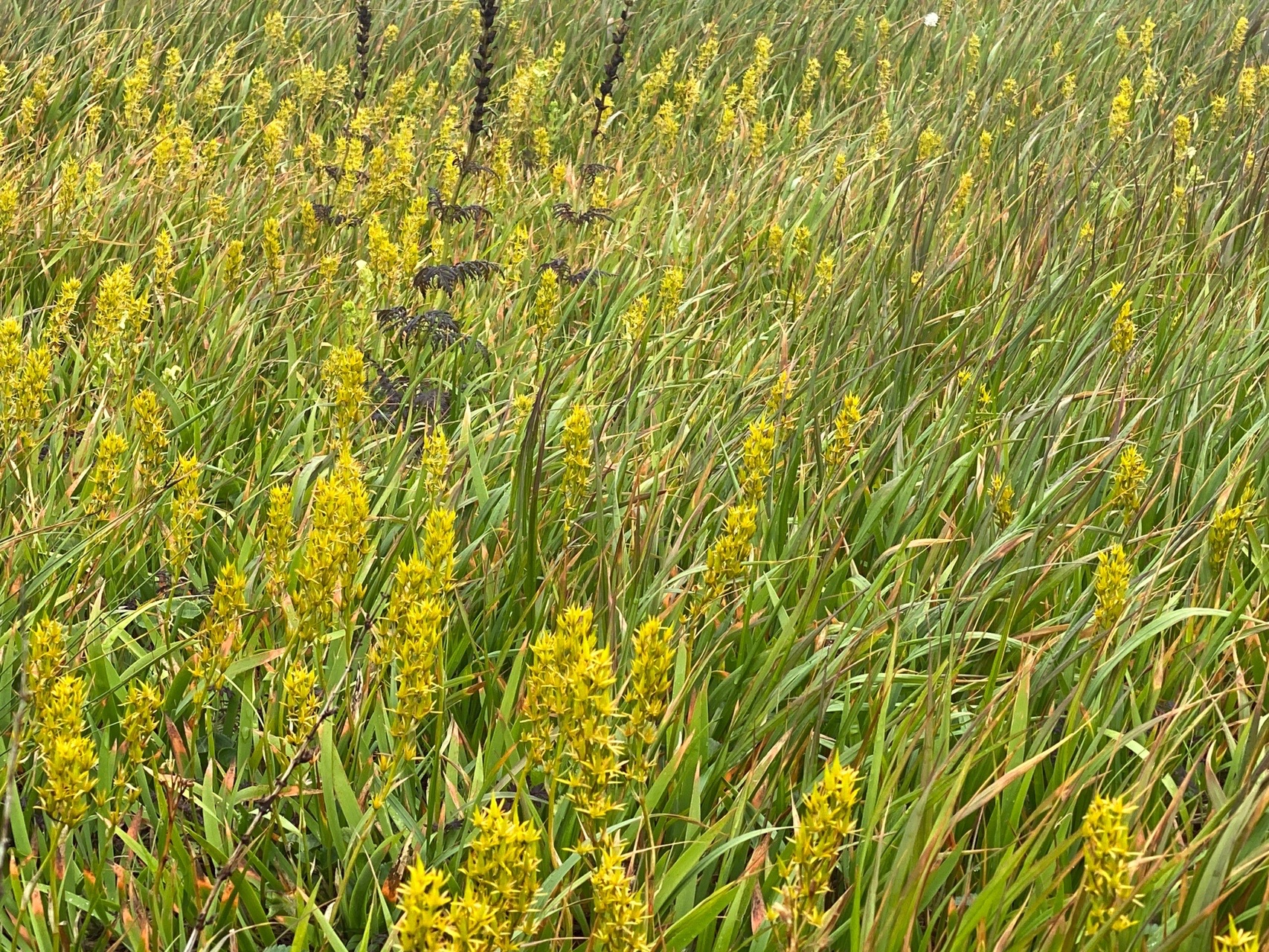 月山 がっさーん 立て ジョー 遊びでねぇんだ 08 13 Goofyさんの月山の活動データ Yamap ヤマップ