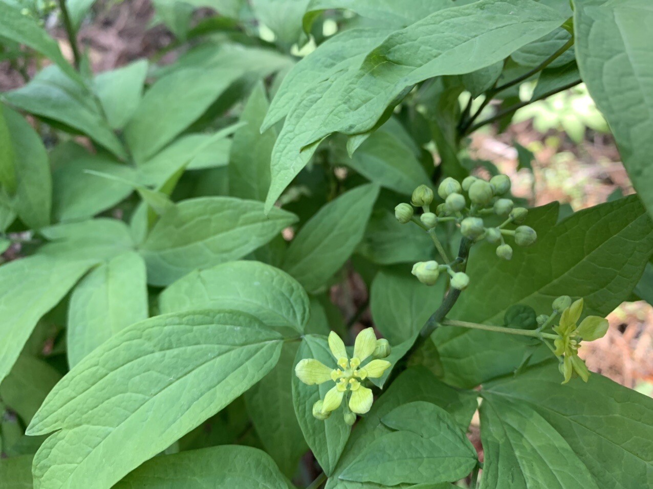 はじめまして国見山 Sikiさんの国見山の活動日記 Yamap ヤマップ