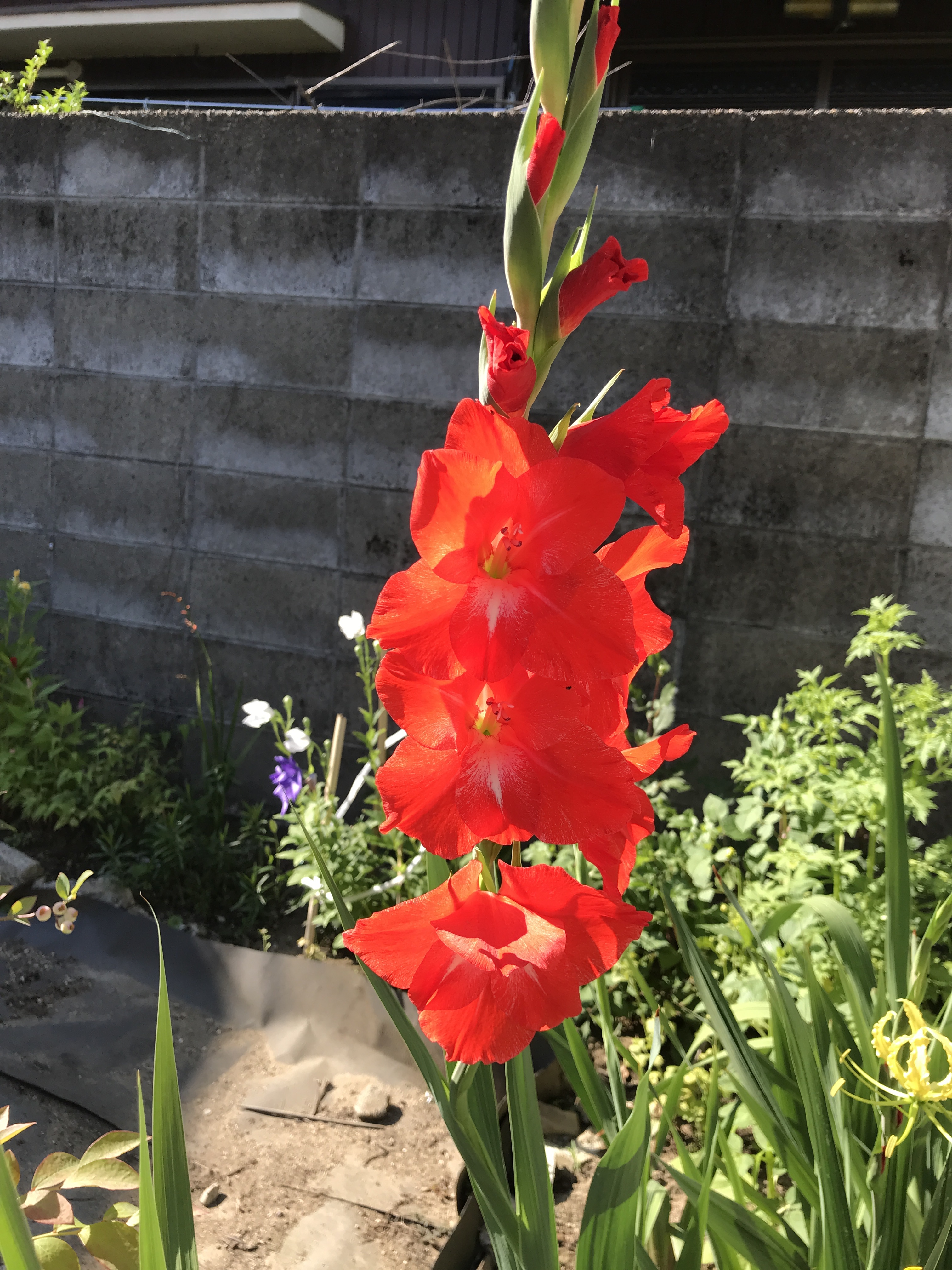 紫の畑 21 6 30 父が好きだ Yamamurasakiさんのモーメント Yamap ヤマップ