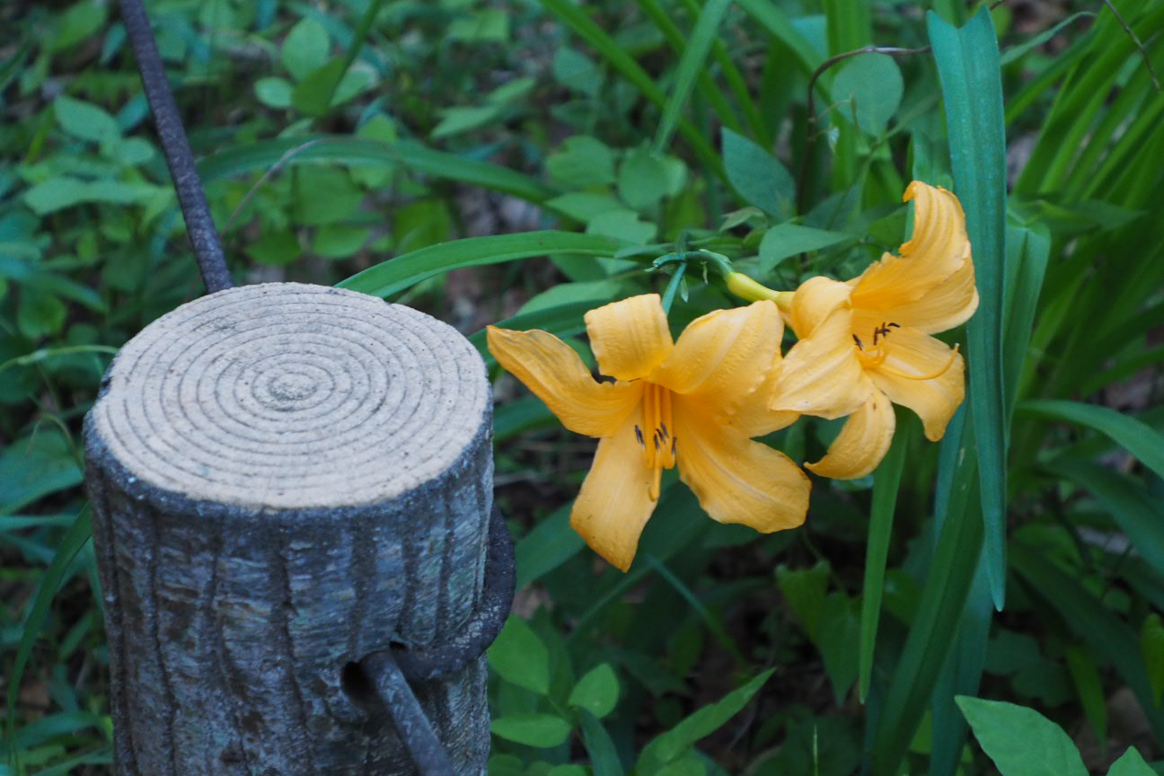 ムサシノキスゲの季節になりました 中山 前山 浅間山 堂山 あっちゃんさんの府中市 東京都 の活動データ Yamap ヤマップ