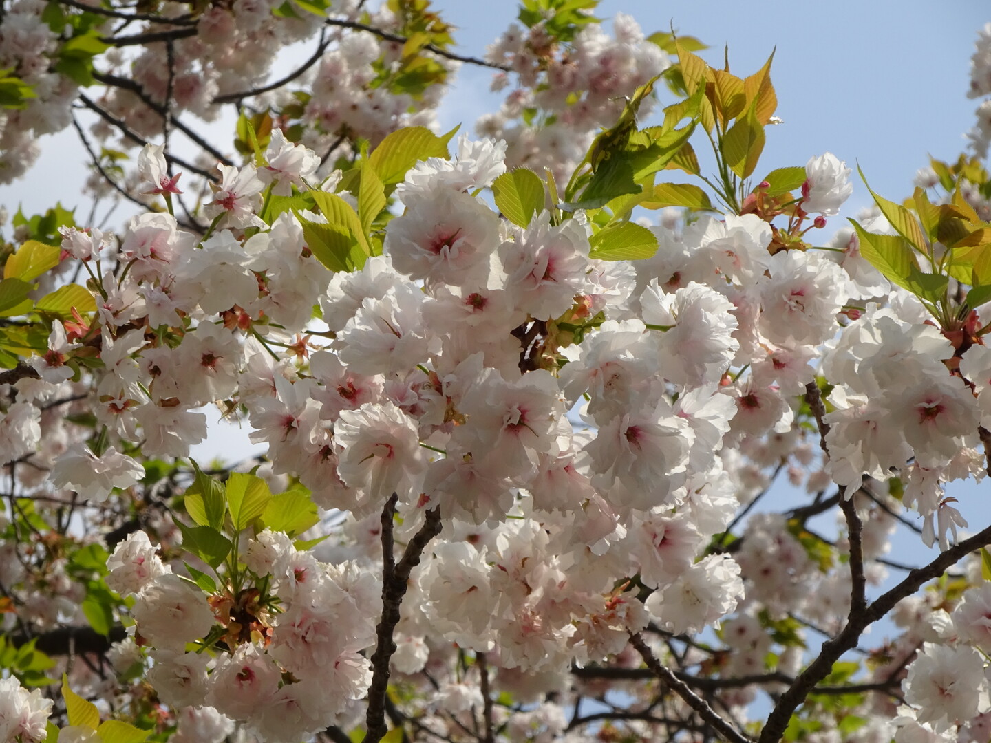 関山桜咲く川崎緑ヶ丘霊園 ずおずおむさんの国分寺市の活動日記 Yamap ヤマップ