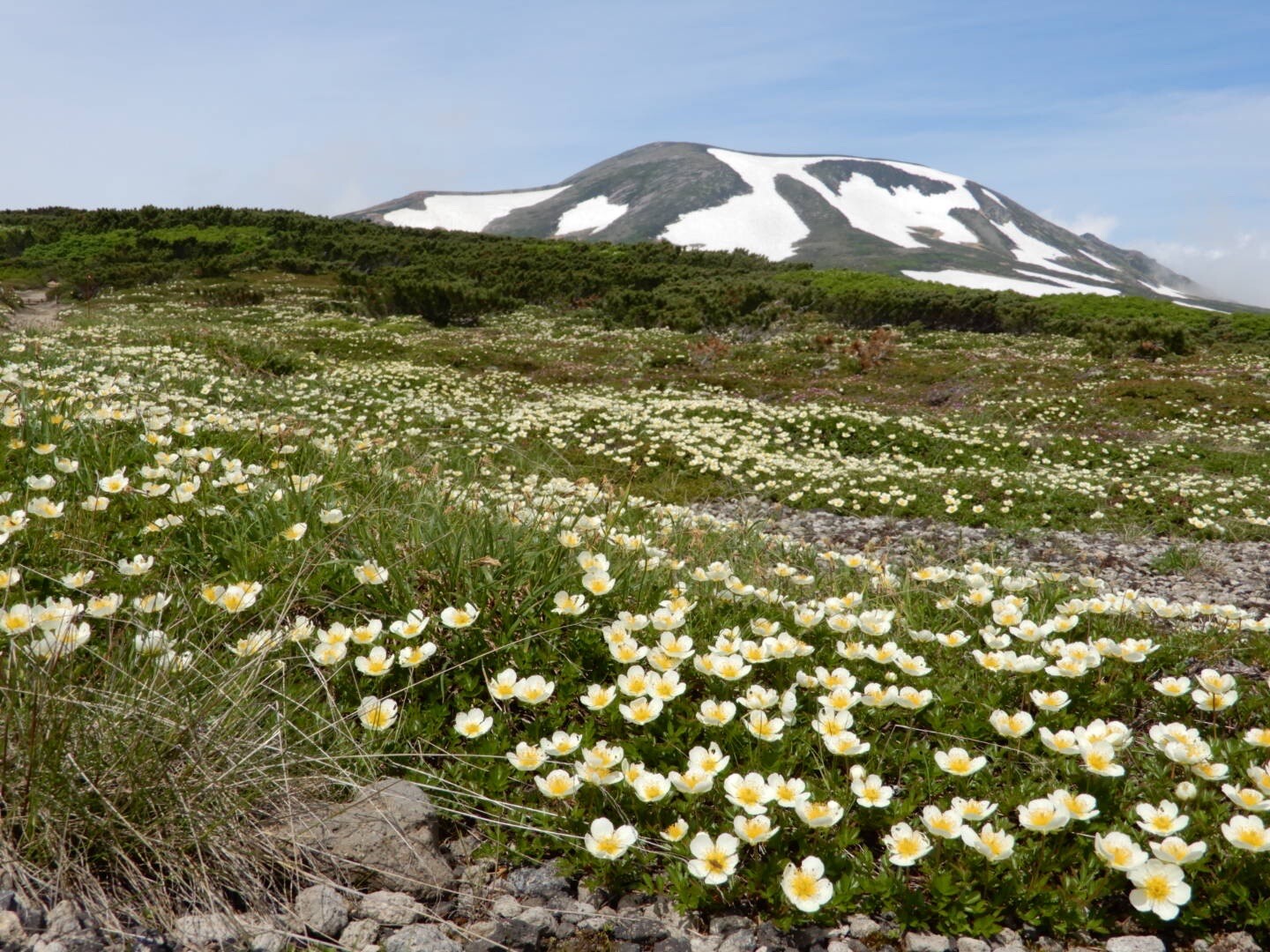 大雪山 黒岳から旭岳を縦走 クメさんの大雪山系 旭岳 トムラウシの活動日記 Yamap ヤマップ