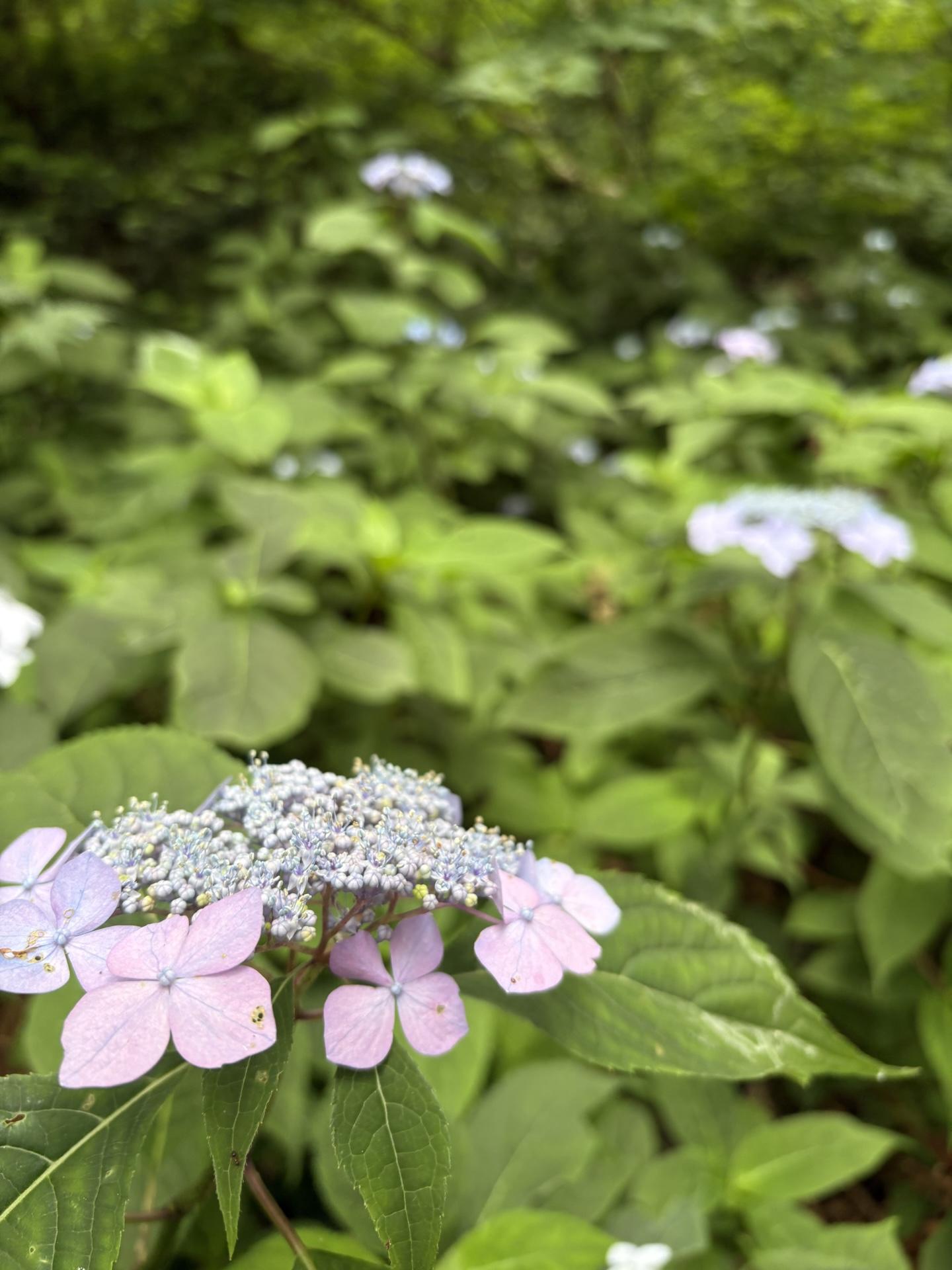 大山・甲ヶ山・野田ヶ山 山紫陽花
