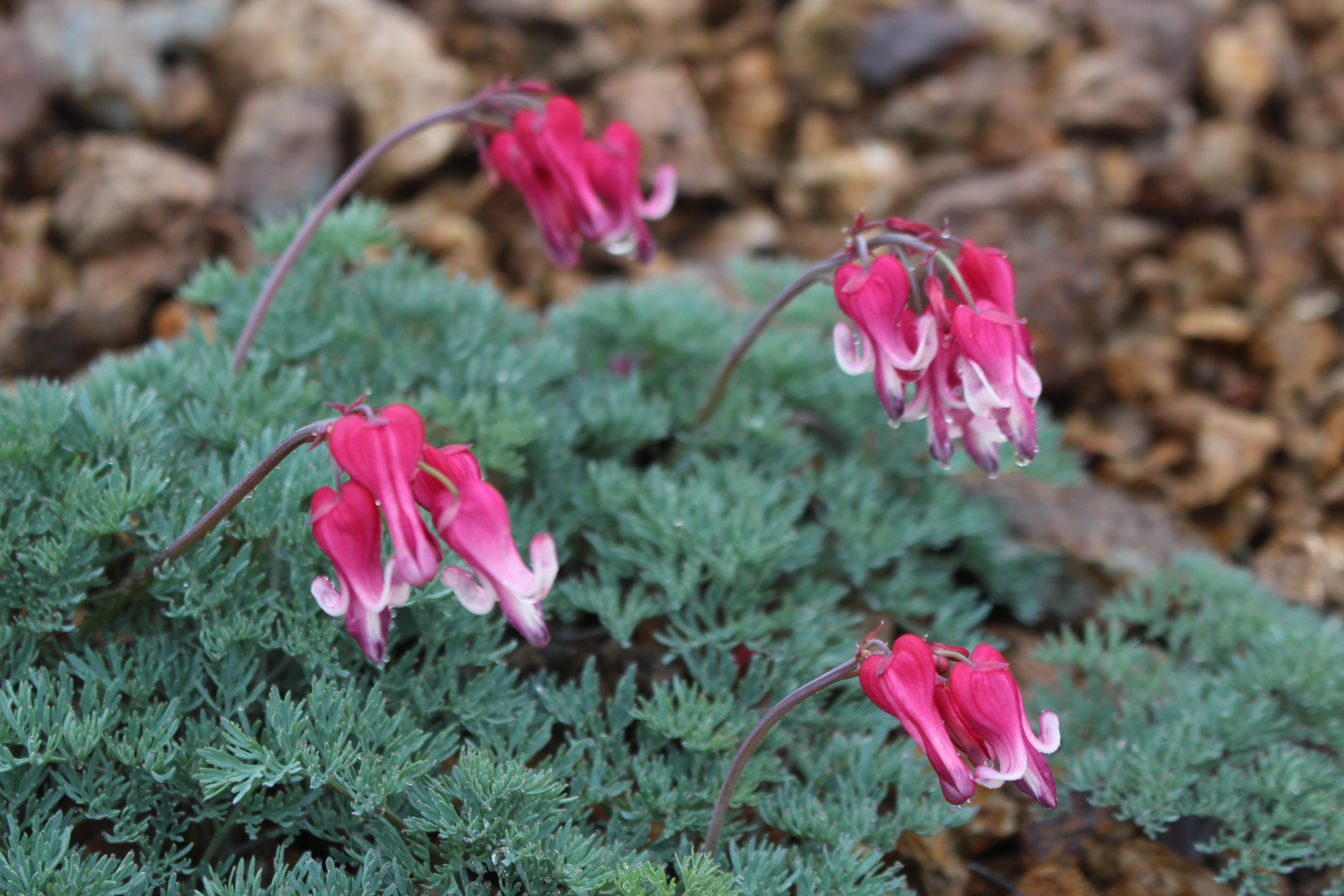 雨降りの八間山で植物観察 ぐんま百名山 34座目 ハドさんの白砂山 堂岩山 八間山の活動日記 Yamap ヤマップ