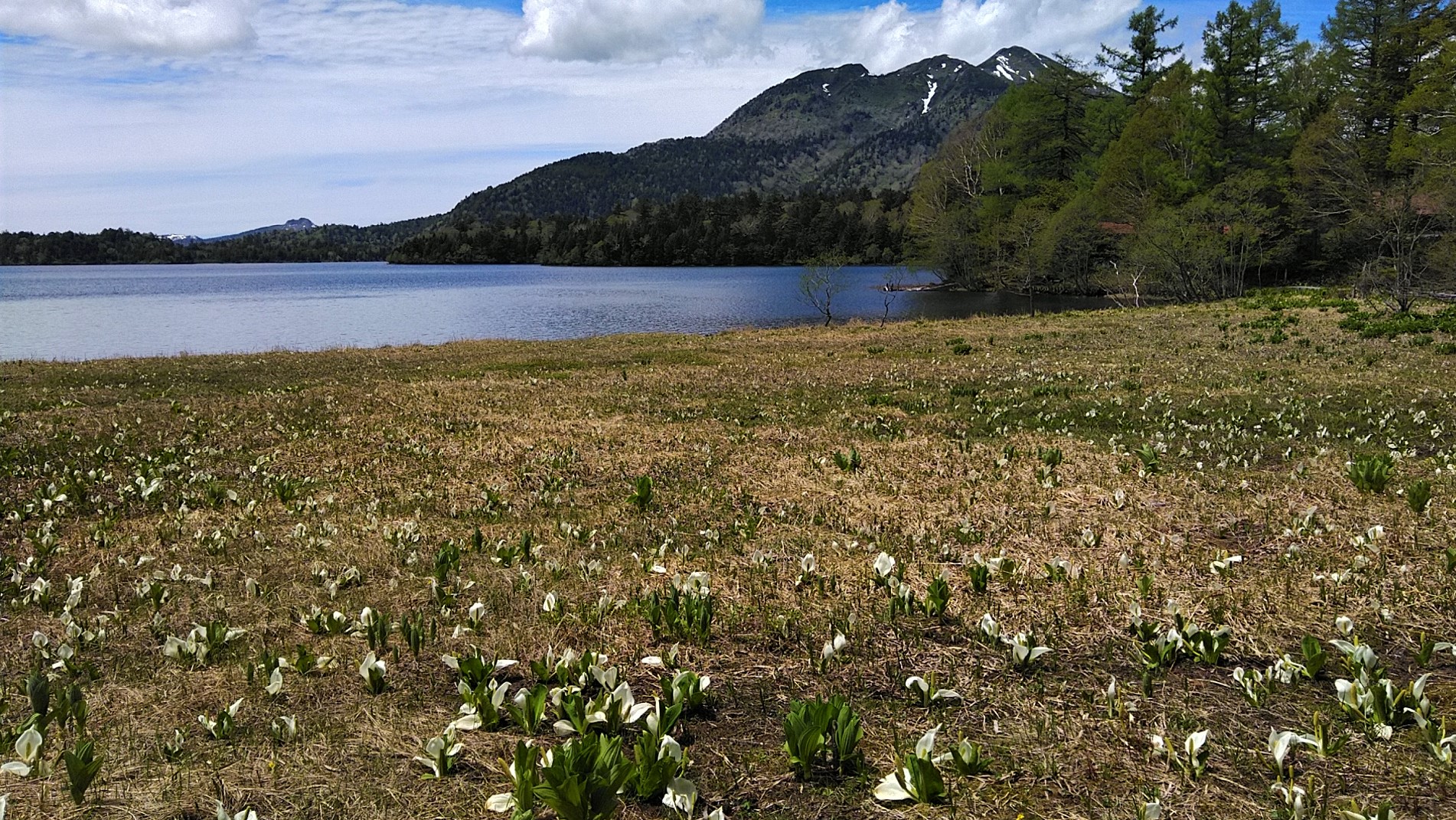 燧ヶ岳裾野周回1日目 沼山峠 大江湿原 尾瀬沼 沼尻 白砂峠 見晴 21 06 05 Noppeさんの尾瀬 燧ヶ岳の活動データ Yamap ヤマップ
