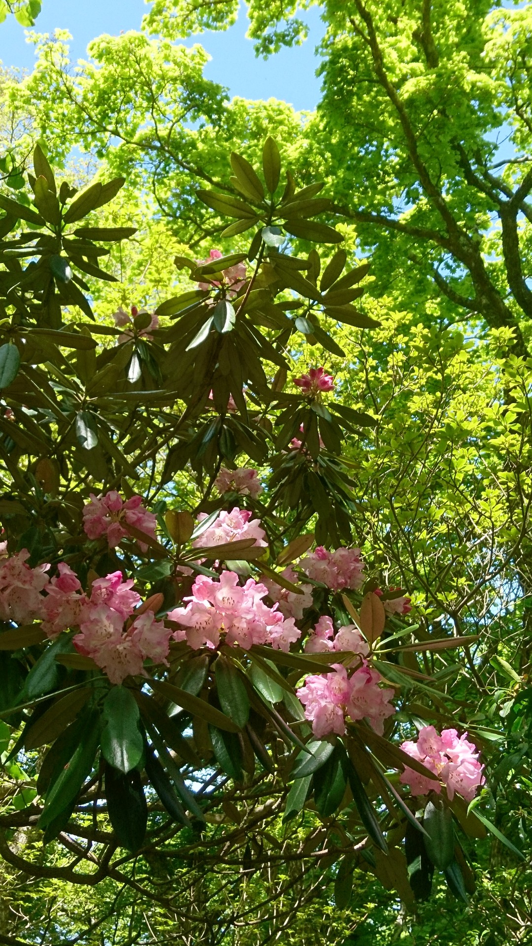 天城山 アマギシャクナゲ堪能 Keiさんの天城山 鉢ノ山 三筋山の活動データ Yamap ヤマップ