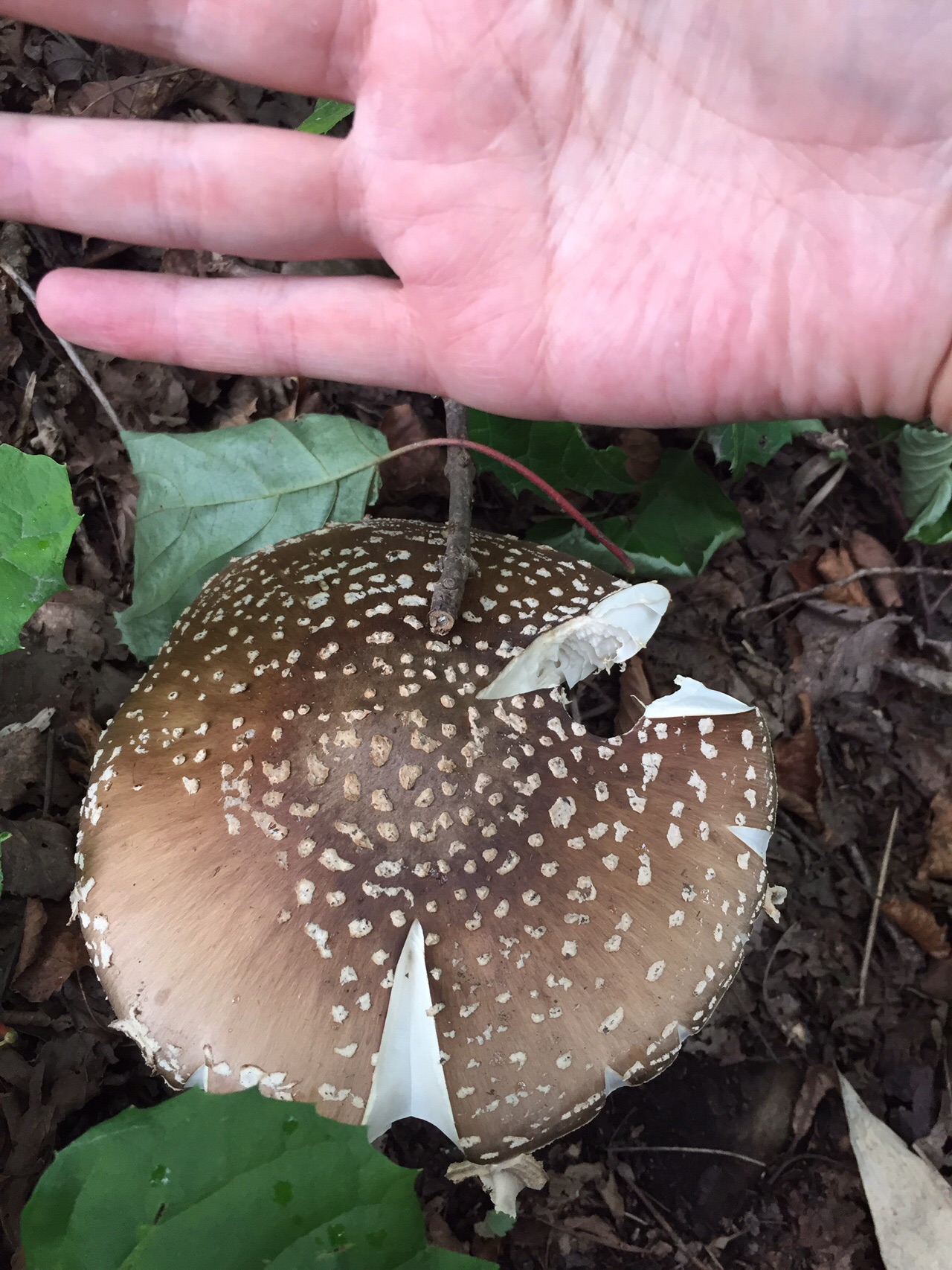 三角山でキノコ撮り 19 08 31 たかしさんの三角山 大倉山 円山の活動データ Yamap ヤマップ