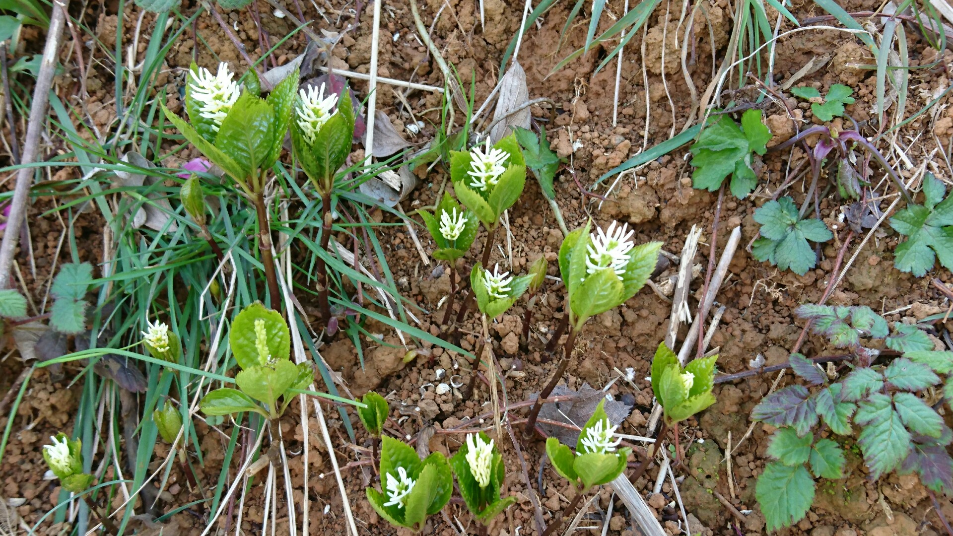 春だね お花いっぱい竜王山 山陽小野田市 03 17 のぶちさんの竜王山 山陽小野田市 の活動データ Yamap ヤマップ