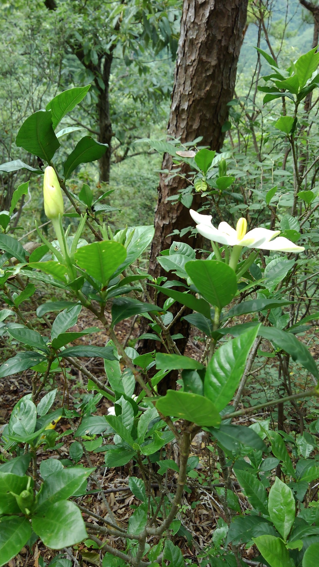 山肌に クチナシ の花が咲きましたよ すいすいさんの百々ヶ峰 源太峰の活動日記 Yamap ヤマップ