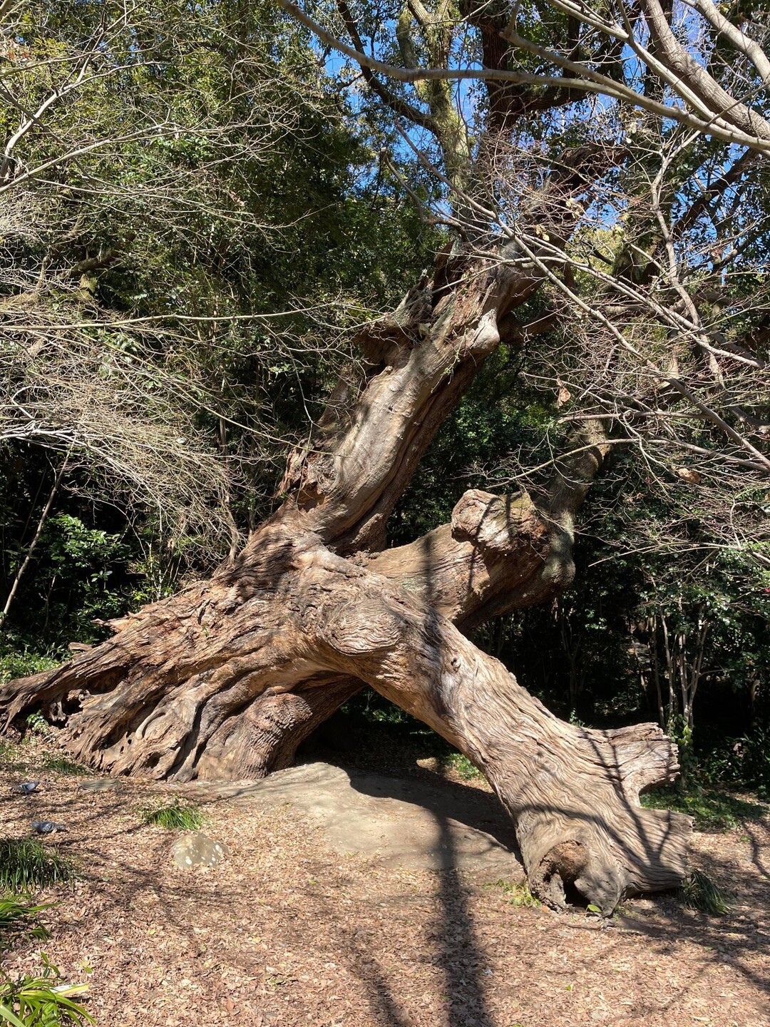 城山 / グッチさんの徳島市の活動データ YAMAP / ヤマップ