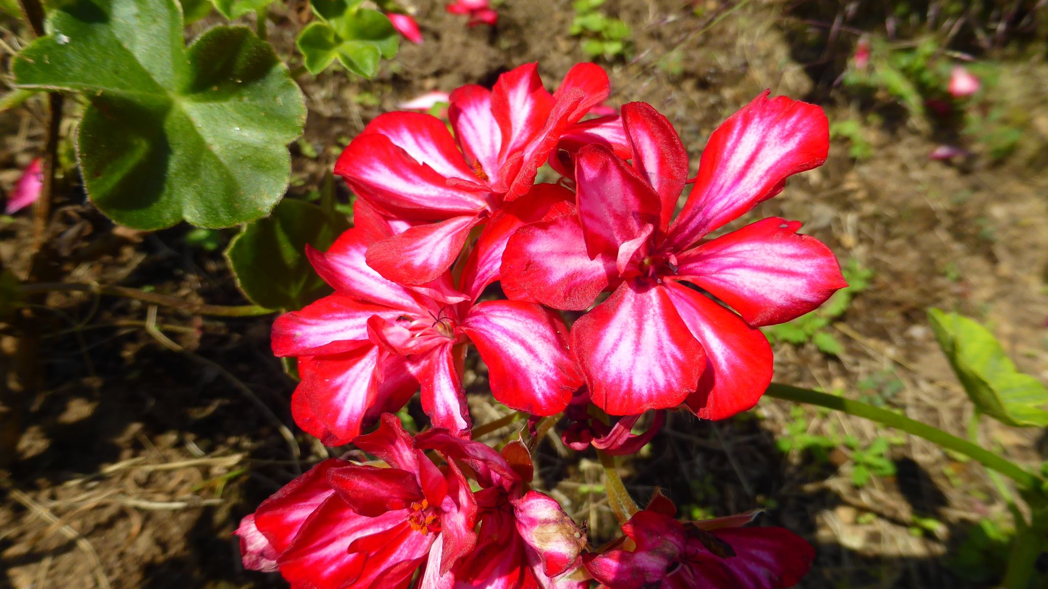 国営武蔵丘陵森林公園へお散歩 れおまるさんの熊谷市の活動日記 Yamap ヤマップ