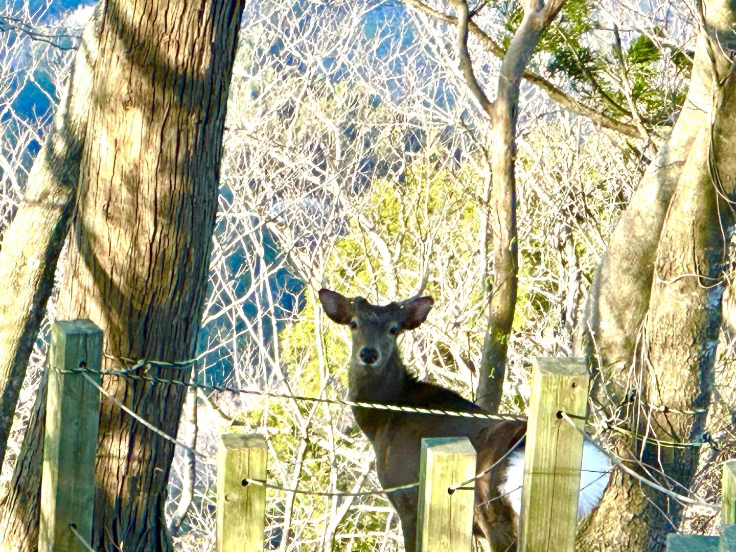 鹿がいる角田山 / まちだいさんの角田山の活動データ YAMAP / ヤマップ