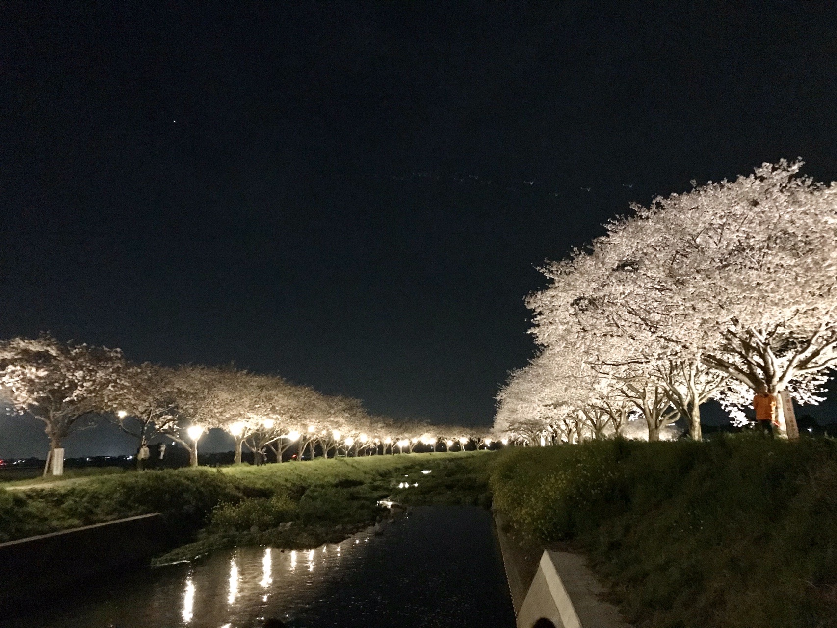 草場川の桜並木 ゆりさんの大平山 福岡県朝倉市 安見ヶ城山の活動データ Yamap ヤマップ