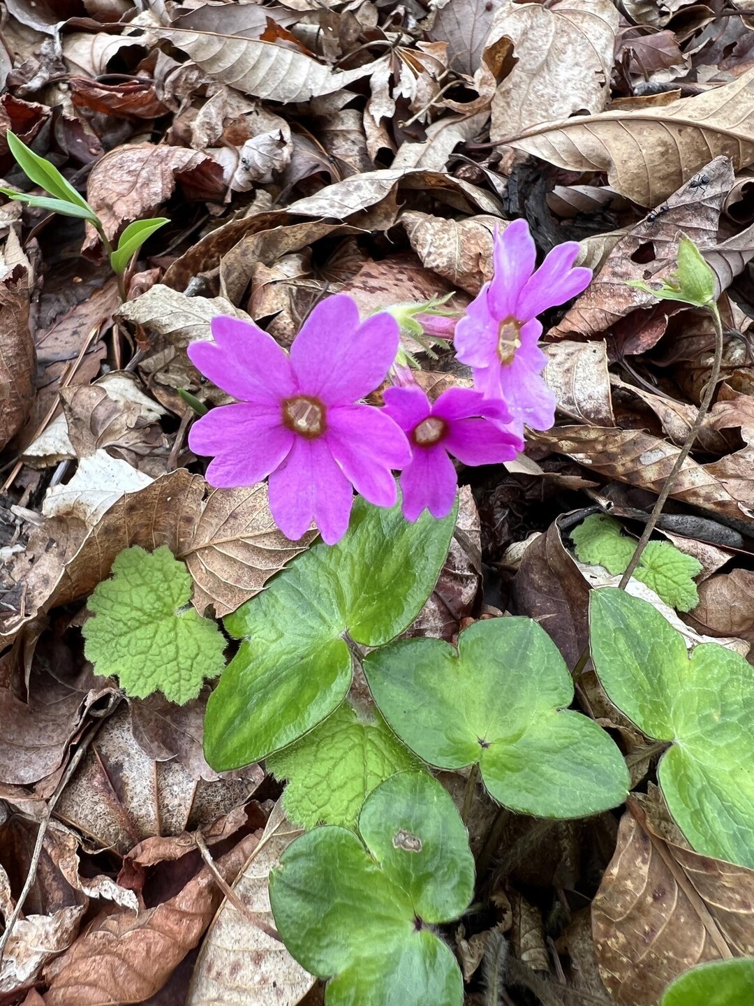 g-w-2023-04-30-yamap