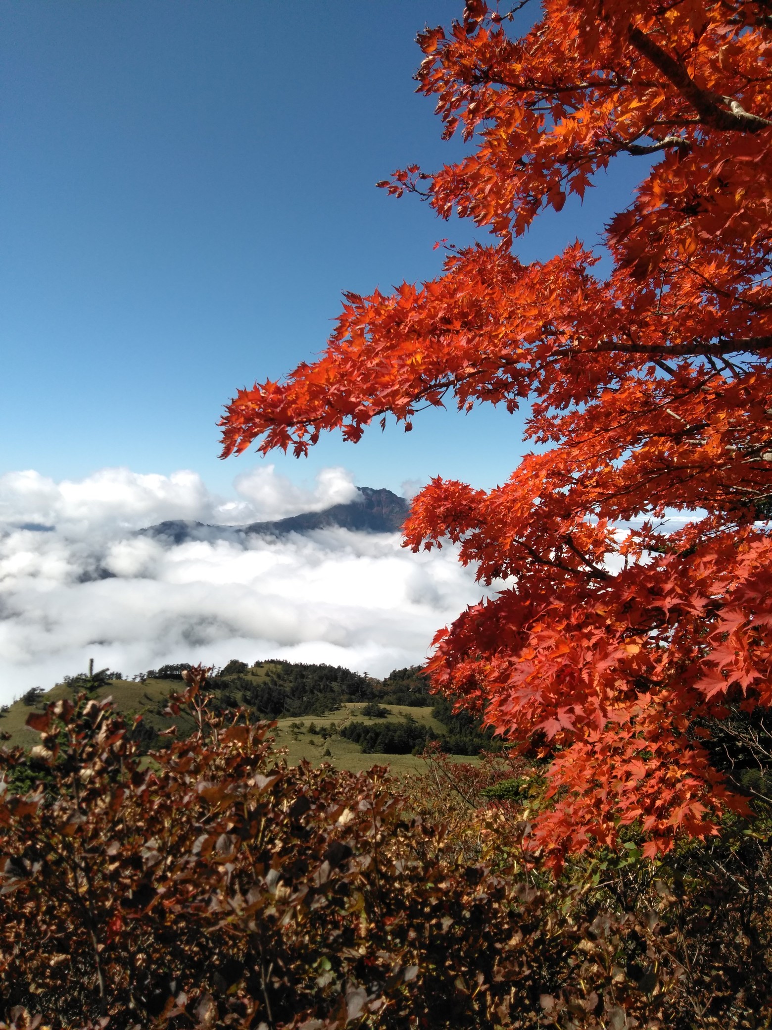 雲海の石鎚山と紅葉を観た 男山 瓶ヶ森 山パスタさんの瓶ヶ森 伊予富士の活動データ Yamap ヤマップ
