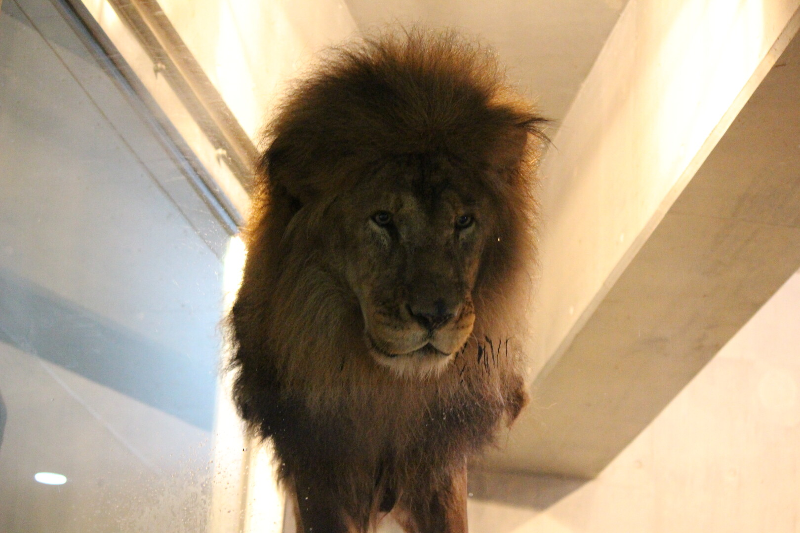 円山シマリーと動物園 なおさんの札幌市の活動日記 Yamap ヤマップ