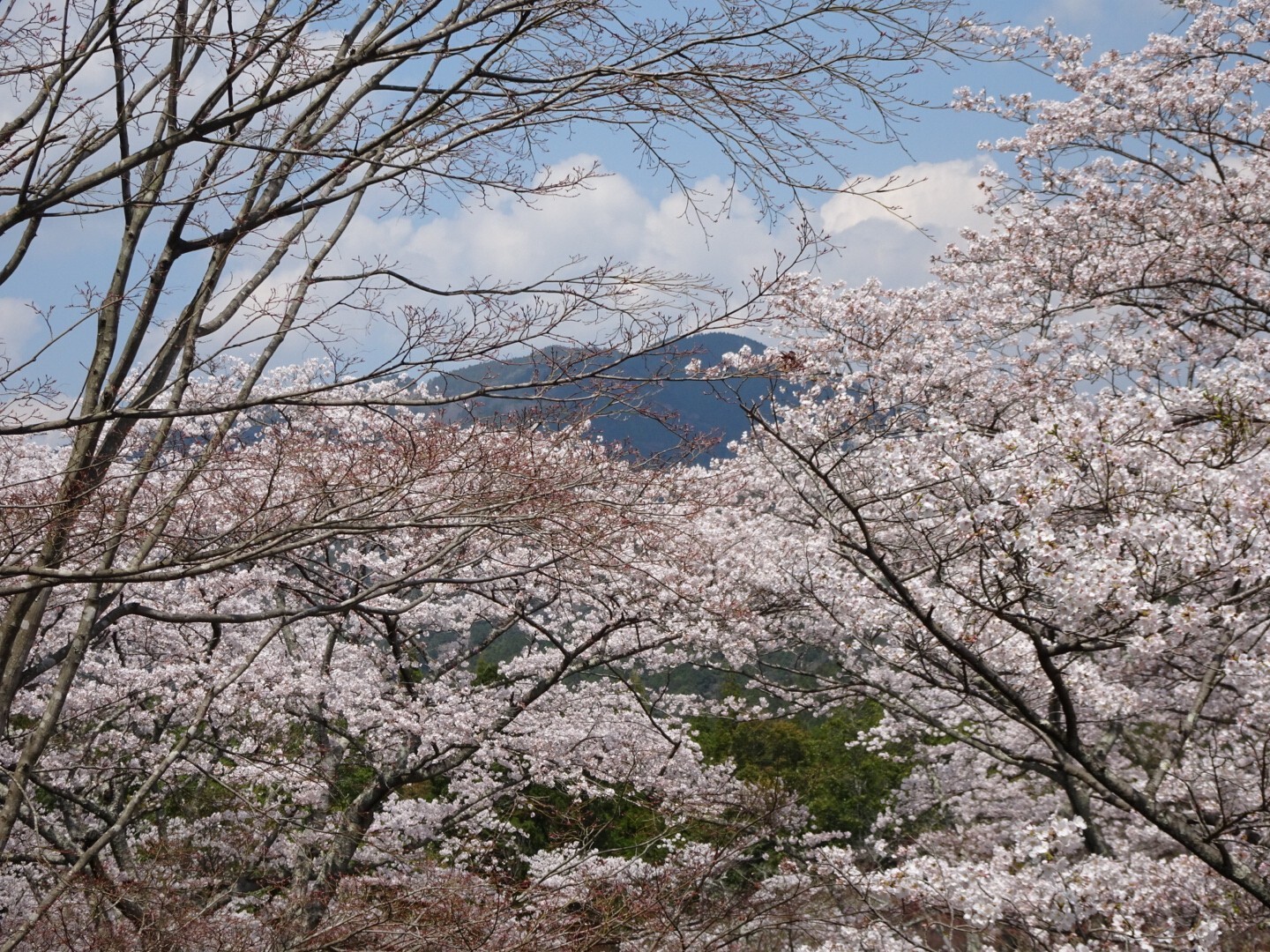 鈴鹿南部 正法寺山荘跡 明星ヶ岳周回 494 たなまささんの羽黒山 筆捨山 観音山の活動日記 Yamap ヤマップ