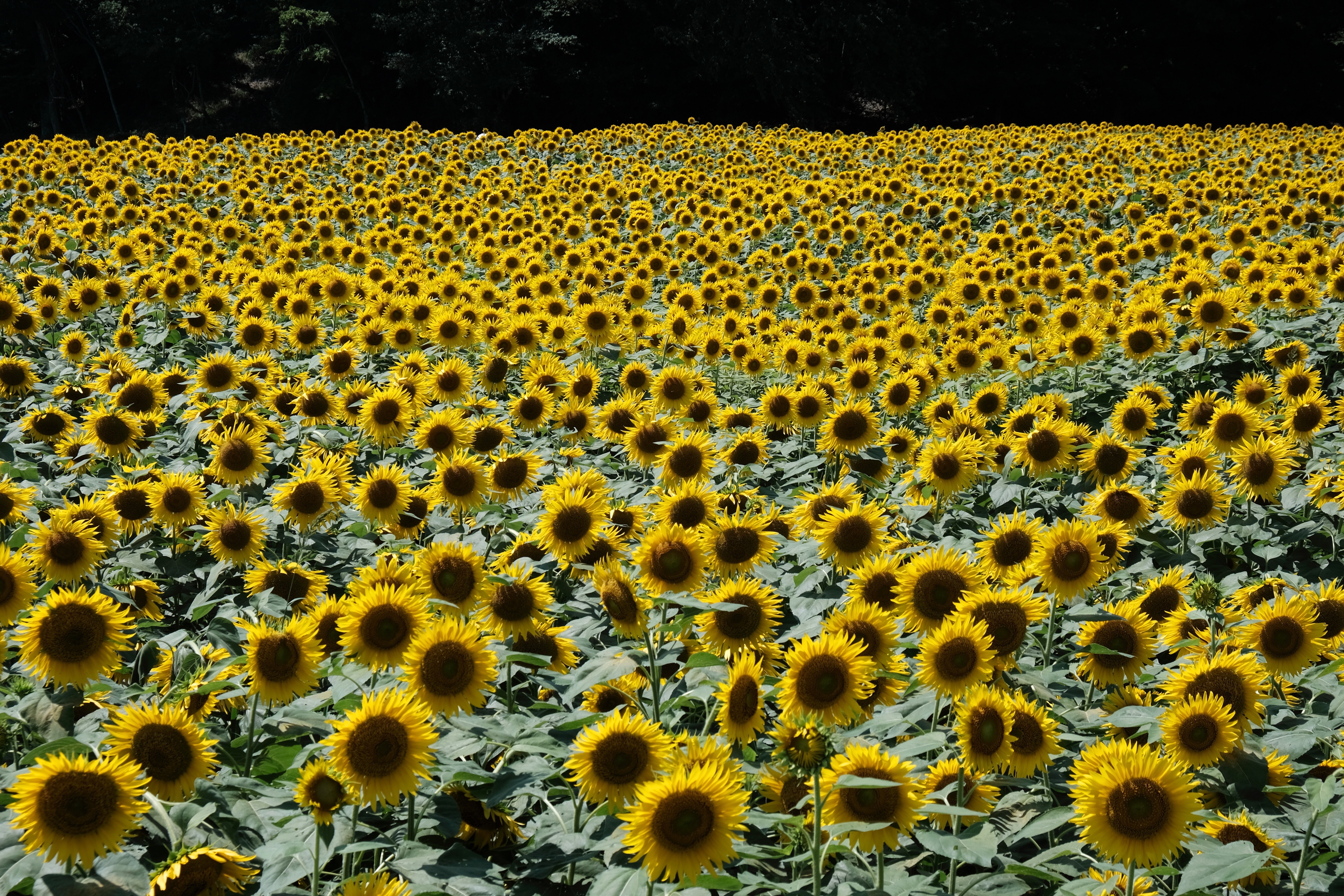 矢巾町 和味フラワーパークの ひまわり 呑気なおじーちゃんさんの観光の活動日記 Yamap ヤマップ