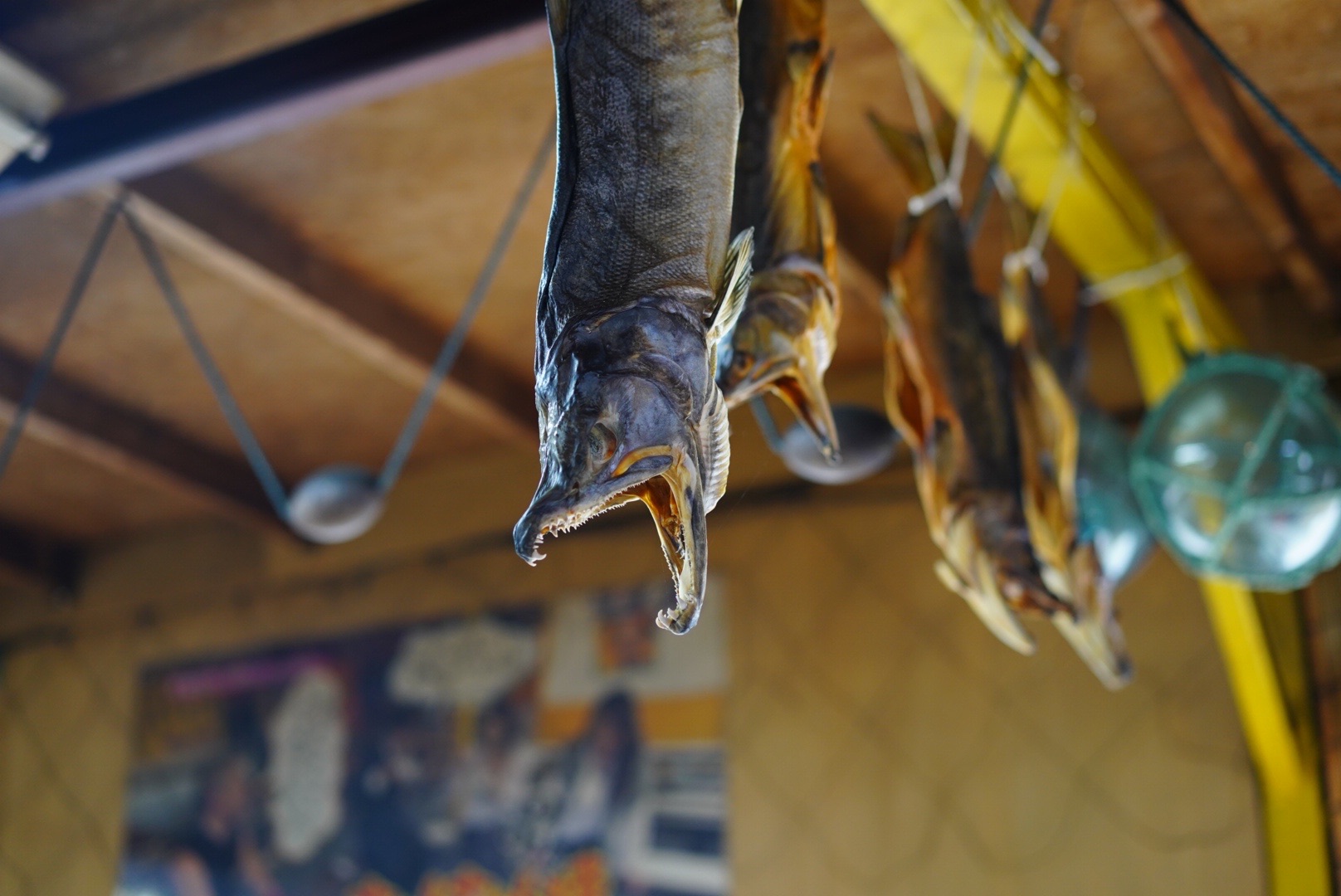 熊現る知床カラフトマス釣り 三日目 Ykさんのウォーキングの活動データ Yamap ヤマップ