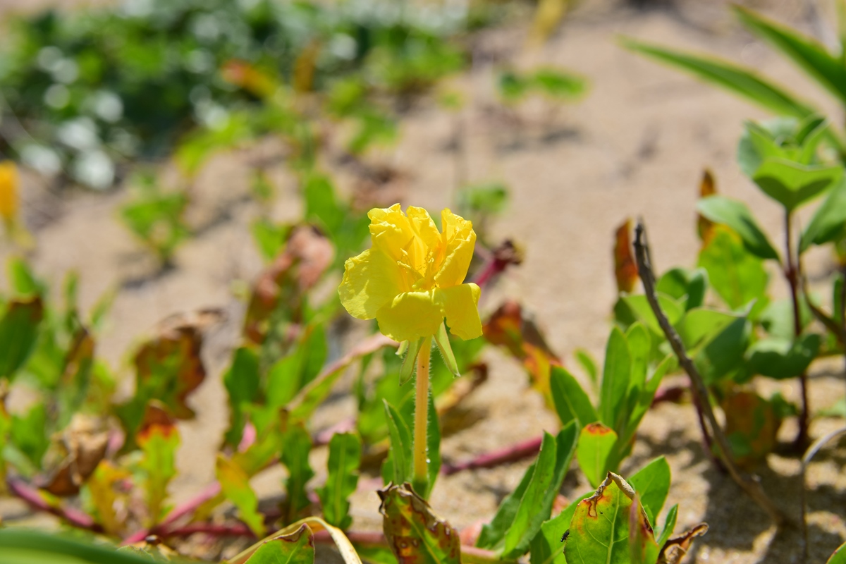 コマツヨイグサ？