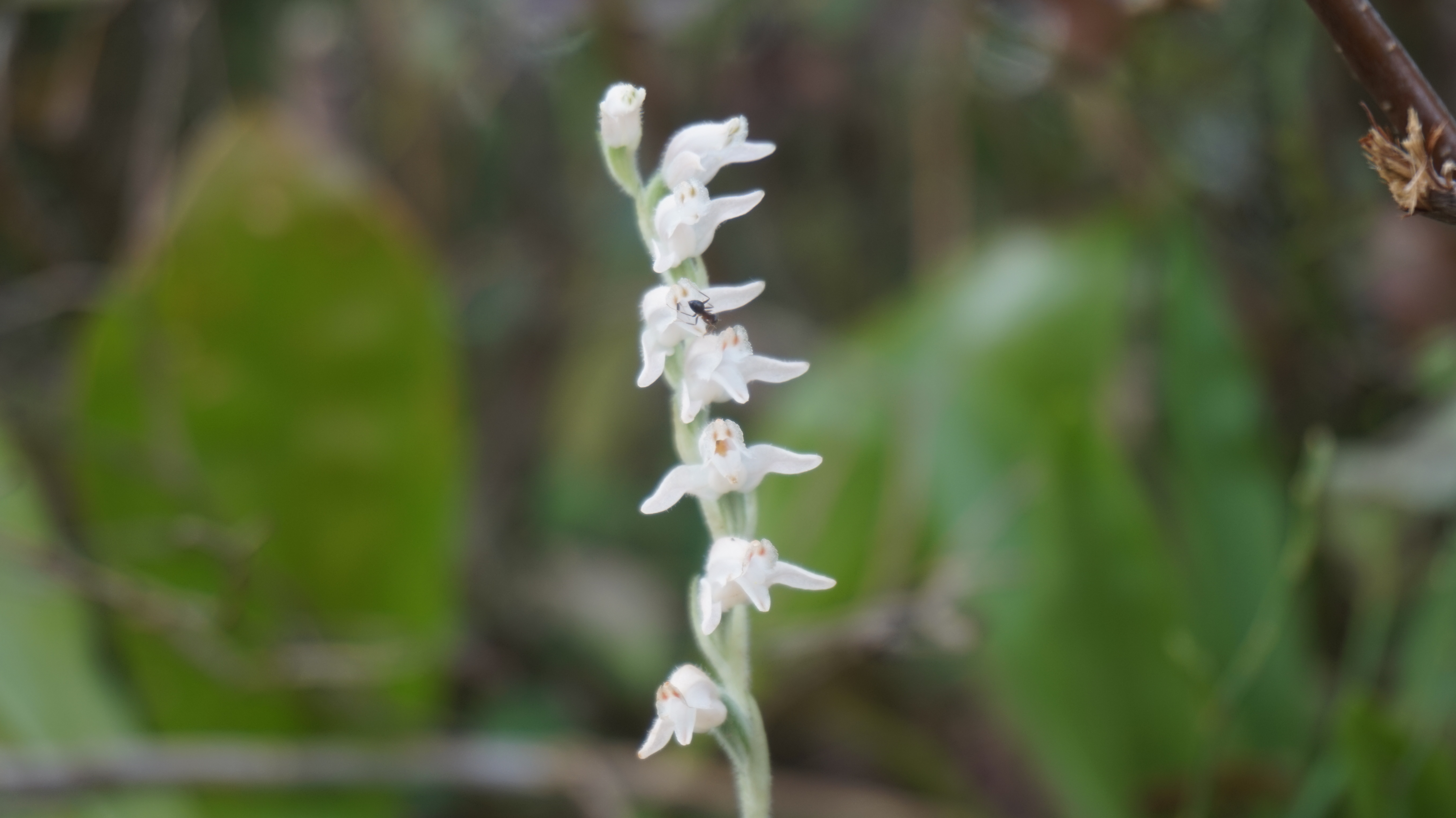 クリオネみたいなお花が こつぶり山 取立山 はるちゃんさんの取立山の活動データ Yamap ヤマップ