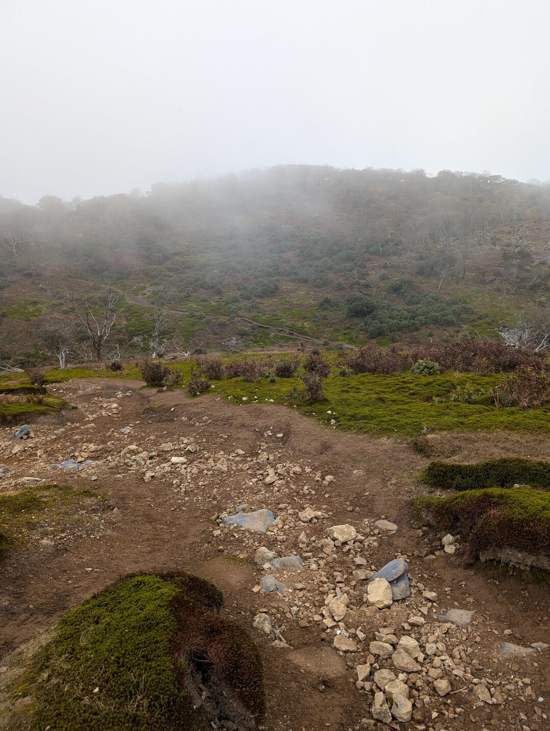 藤原岳往復 / 青じゃーにーさんの藤原岳・御池岳の活動データ YAMAP / ヤマップ