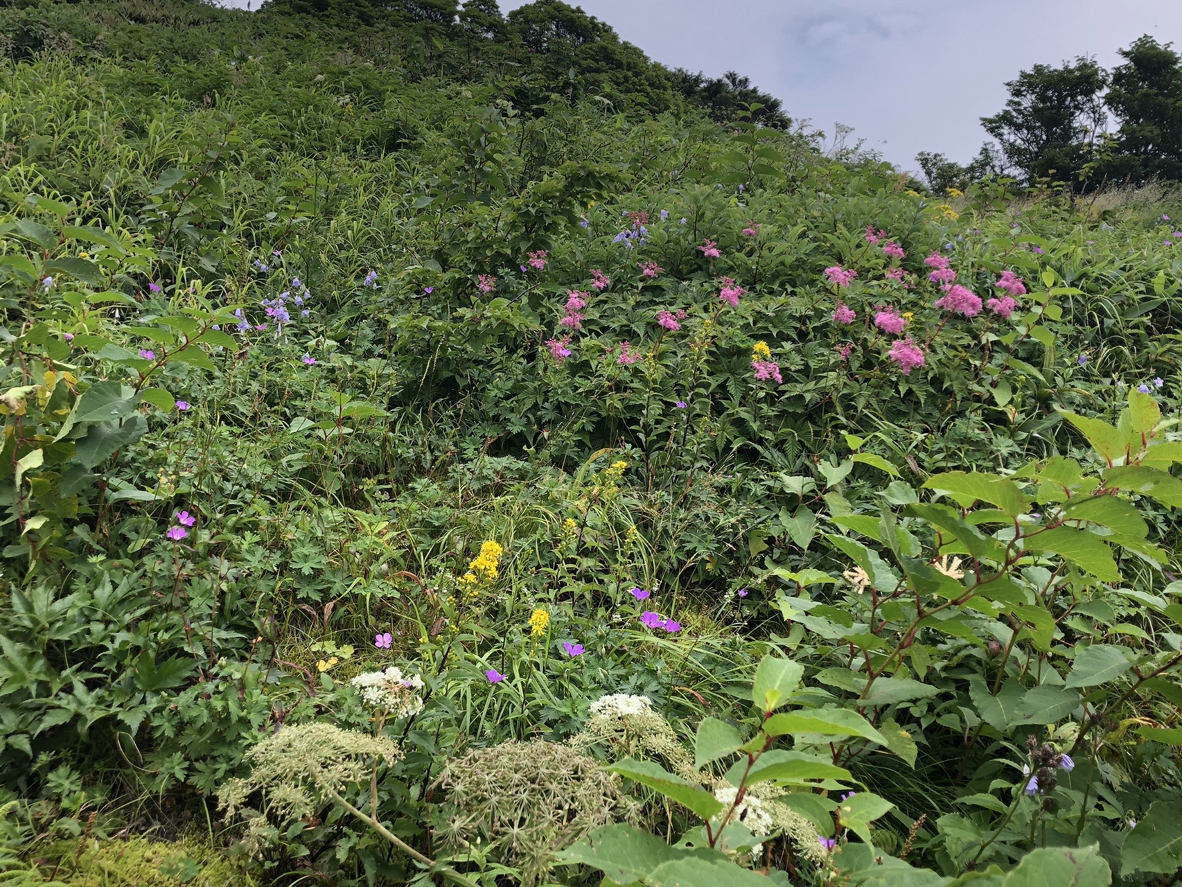 苗場山 花 百 神楽ヶ峰 苗場山鞍部 圧巻の お花畑 Echinaceaさんの苗場山 赤倉山 佐武流山の活動データ Yamap ヤマップ