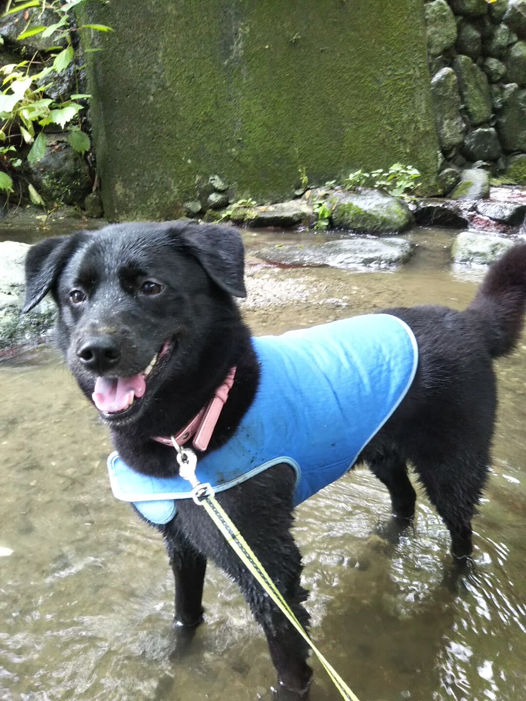 犬と生駒山 いわしさんの生駒山 神津嶽 大原山の活動データ Yamap ヤマップ