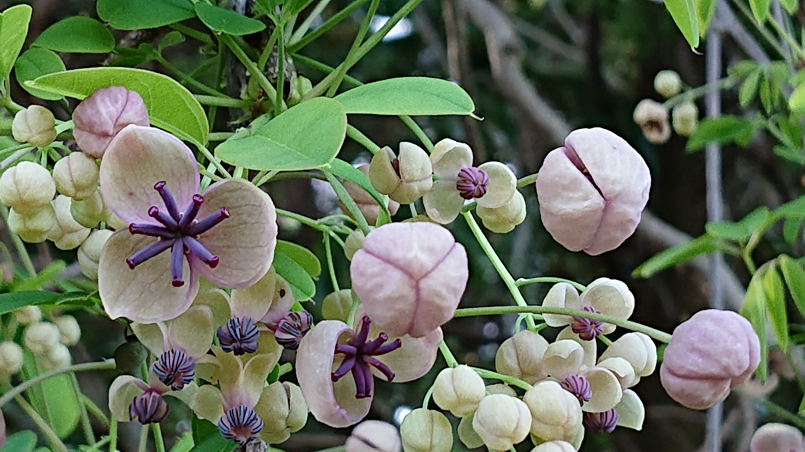 さすが 花いっぱい 天狗岩 藤原岳 まちさんの藤原岳 御池岳の活動データ Yamap ヤマップ