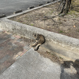 飯塚市 鯖猫、盗撮ごめんね。
今日は暖かかったね😄