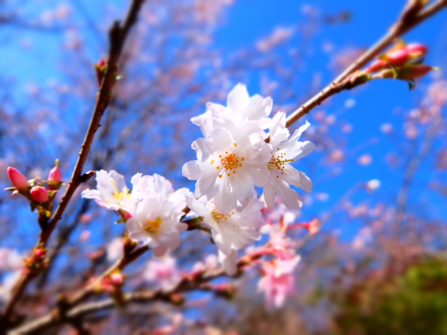 紅葉 と冬桜 青空の下で 綺麗な景 まきねこ さんのモーメント Yamap ヤマップ