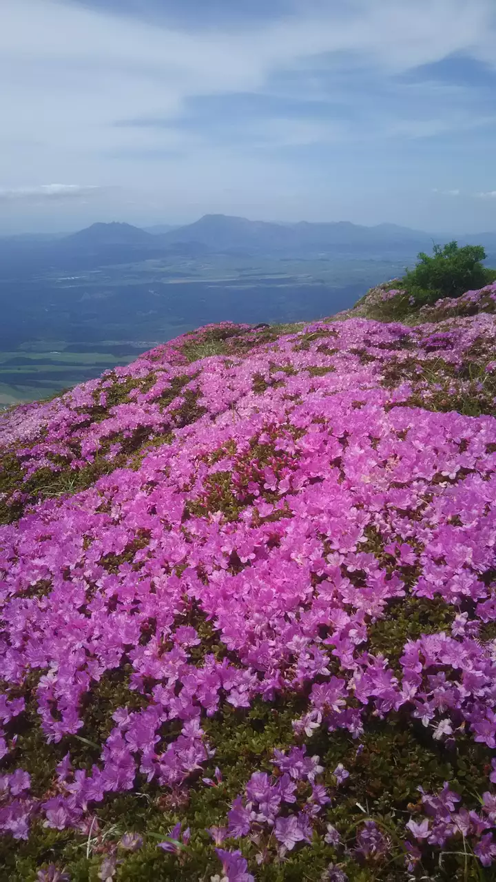 今年の九重連山のミヤマキリシマは、虫害に... / ハマさんのモーメント