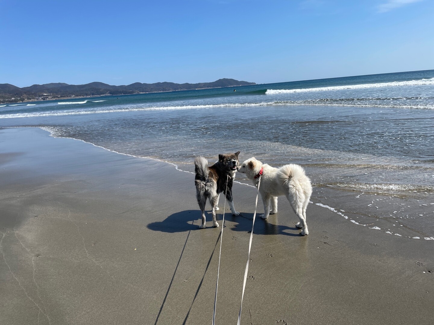 入野サーフビーチ 愛犬とお散歩 花ちゃんさんの四国遍路その10の活動日記 Yamap ヤマップ