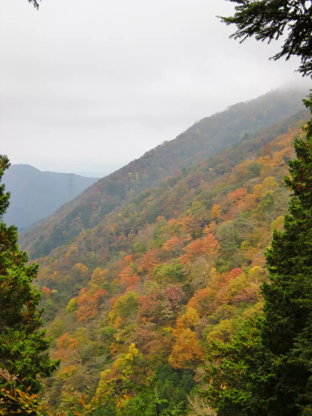 紅葉を探して棒ノ折 から川苔山へ Shinyaさんの川苔山 川乗山 の活動データ Yamap ヤマップ