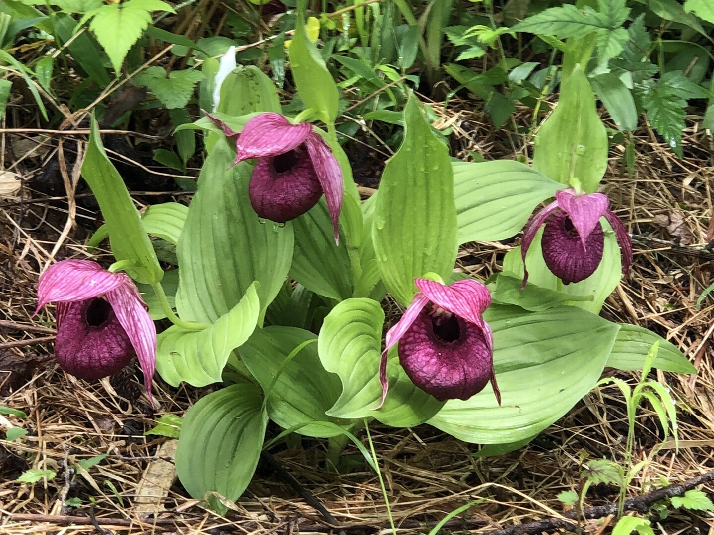 山野草 釜無ホテイアツモリソウ 花芽1 12-②