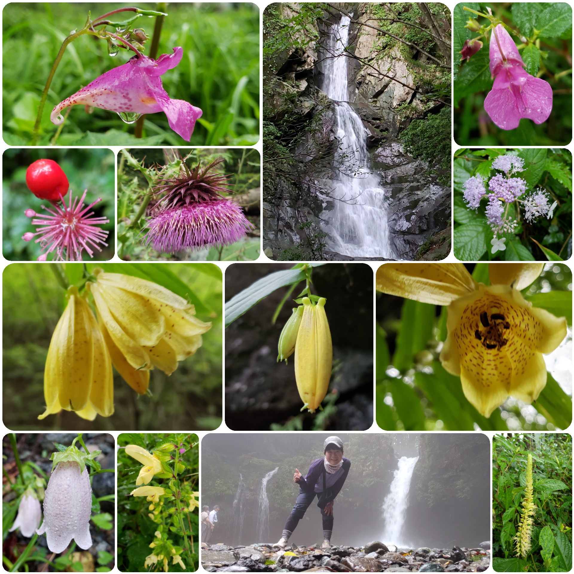 スルガジョウロウホトトギス 毛無山でおニュー山靴初歩き 山梨県 静岡県 09 13 えねさんの毛無山 雨ヶ岳 竜ヶ岳の活動データ Yamap ヤマップ