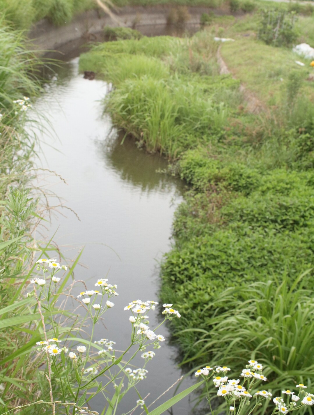 実家の前を流れる矢作川水系の小さな川。 / kumi2525さんのモーメント YAMAP / ヤマップ